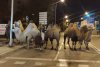 Marea evadare din Madrid. Mai multe cămile și o lamă, capturate de poliția spaniolă după ce au fost "ajutate" să fugă de la circ 734727