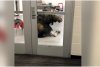 Un elan a intrat prin efracție într-o școală din Canada 734573