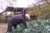 Povestea de succes a unui fermier care a dezvoltat prima cultură de baby broccoli din România 734930