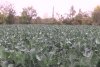 Povestea de succes a unui fermier care a dezvoltat prima cultură de baby broccoli din România 734931