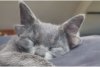 Midas, pisica cu 4 urechi, a devenit senzația internetului 736371