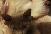 Midas, pisica cu 4 urechi, a devenit senzația internetului 736373