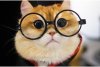O pisică identică cu Puss in Boots din Shrek a cucerit internetul. Pisco are peste jumătate de milion de fani pe Instagram 739311