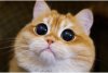 O pisică identică cu Puss in Boots din Shrek a cucerit internetul. Pisco are peste jumătate de milion de fani pe Instagram 739312