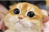 O pisică identică cu Puss in Boots din Shrek a cucerit internetul. Pisco are peste jumătate de milion de fani pe Instagram 739313
