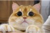 O pisică identică cu Puss in Boots din Shrek a cucerit internetul. Pisco are peste jumătate de milion de fani pe Instagram 739314