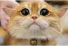 O pisică identică cu Puss in Boots din Shrek a cucerit internetul. Pisco are peste jumătate de milion de fani pe Instagram 739315