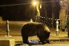 Doi turiști din Ucraina, atacați de urs în zona Castelului Peleș. Reacţia primarului din Sinaia 739395