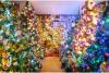 O familie din Gemania a împodobit 444 de brazi de Crăciun în casă. Niciunul nu seamănă cu celălalt 739878
