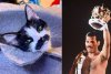 Pisica mustăcioasă care seamănă cu Freddie Mercury a învățat să facă pe mortul. Are zeci de mii de urmăritori pe Instagram și a strâns o avere din donații 744906