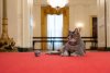 O pisică la Casa Albă. Jill Biden, Prima Doamnă a Statelor Unite, a adoptat-o pe noua locatară 747783