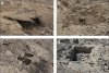 Descoperire macabră: schelete umane cu șira spinării înfiptă în țepușe de trestie, în Peru 748533