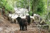 Viața unui fermier din Rucăr, la intersecția cu pădurile populate de urși. Toni Avram: "Și ursul încearcă disperat să se retragă din calea omului" 751670