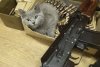 Pisicile, aliați de nădejde pentru soldații ucraineni în vreme de război. Cum își arată felinele susținerea 759583