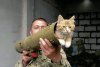 Pisicile, aliați de nădejde pentru soldații ucraineni în vreme de război. Cum își arată felinele susținerea 759590
