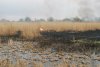 Incendiu puternic în Delta Dunării. Arde o suprafață mare de stuf, în apropierea caselor 762400