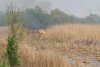 Incendiu puternic în Delta Dunării. Arde o suprafață mare de stuf, în apropierea caselor 762402