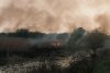 Incendiu puternic în Delta Dunării. Arde o suprafață mare de stuf, în apropierea caselor 762403