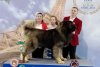 Dracula, câinele ciobănesc caucazian, crescut de un pompier ISU, care a obținut titlul de Campion European la Paris 764163