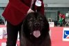 Dracula, câinele ciobănesc caucazian, crescut de un pompier ISU, care a obținut titlul de Campion European la Paris 764166
