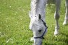 Jandarmeria Română oferă spre adopţie un cal în vârstă de aproape 18 ani. Răspunde la numele de Şarlatan 764393