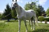 Jandarmeria Română oferă spre adopţie un cal în vârstă de aproape 18 ani. Răspunde la numele de Şarlatan 764394