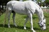 Jandarmeria Română oferă spre adopţie un cal în vârstă de aproape 18 ani. Răspunde la numele de Şarlatan 764395