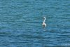 Imagini spectaculoase de la Constanța. Un flamingo a fost surprins în Marea Neagră 764832