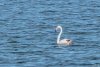 Imagini spectaculoase de la Constanța. Un flamingo a fost surprins în Marea Neagră 764833