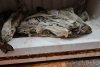 Excremente de șoareci, mâncare stricată și mucegăită, într-un restaurant din Galați. ANPC a dat o amendă usturătoare și a închis localul 767234