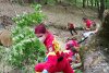 Tragedie într-o pădure din Sibiu! Un bărbat şi-a pierdut viaţa, după ce copacul pe care îl tăia, a căzut peste el 767852