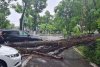 Ploaia torențială din București a adus inundații pe bulevardele mari și copaci căzuți 768424