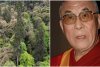 Cum arată "Dalai Lama pădurilor", copacul de 83,2 metri, descoperit recent în Tibet 768776