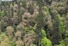 Cum arată "Dalai Lama pădurilor", copacul de 83,2 metri, descoperit recent în Tibet 768777