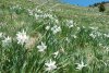 Poiana cu Narcise din Munții Rodnei poate fi vizitată de turiști din acest weekend. Pe tot parcursul drumului veţi fi însoţiţi de "omuleţul portocaliu" 768981