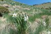 Poiana cu Narcise din Munții Rodnei poate fi vizitată de turiști din acest weekend. Pe tot parcursul drumului veţi fi însoţiţi de "omuleţul portocaliu" 768982