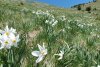 Poiana cu Narcise din Munții Rodnei poate fi vizitată de turiști din acest weekend. Pe tot parcursul drumului veţi fi însoţiţi de "omuleţul portocaliu" 768984