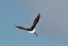 Una dintre cele mai rare păsări din România a fost fotografiată în zona unui lac 771002