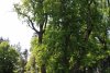 Oraşul din România unde lalelele cresc în copaci înalţi de 40 de metri 771477