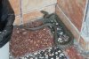 E plin de șerpi în grădina unui bloc din Bucureşti. Oamenii sunt îngroziţi 771635
