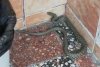 E plin de șerpi în grădina unui bloc din Bucureşti. Oamenii sunt îngroziţi 771639