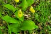 O orhidee sălbatică extrem de rară a înflorit într-o pădure din Botoșani | Cum arată planta protejată din 1938 772364