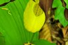 O orhidee sălbatică extrem de rară a înflorit într-o pădure din Botoșani | Cum arată planta protejată din 1938 772366