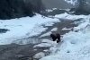 Un urs care căuta hrană a fost aruncat în aer cu explozibil de mineri sadici, în Rusia | Ce riscă făptașii 772801