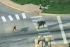 O vacă scăpată pe autostradă, printre mașini, a fost prinsă după o cursă dramatică de doi bărbați călare, cu lasoul. S-a întâmplat în SUA 773157