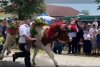 Panică la un festival din Cluj, după ce un bou a atacat un bărbat 773177