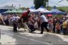 Panică la un festival din Cluj, după ce un bou a atacat un bărbat 773178