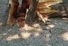 Un copac de peste 10 metri înălțime s-a rupt de la rădăcină și a căzut peste un loc de joacă din Cișmigiu, în Capitală 775970