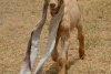Cum arată capra cu cele mai lungi urechi din lume | Simba are mii de urmăritori pe reţelele sociale 778381