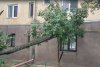 Vijelia a făcut prăpăd în București și Ilfov. Copaci rupți și stâlpi puși la pământ 779554